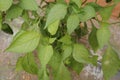 Fresh green leaves of pepper plant Royalty Free Stock Photo