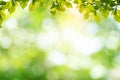 Fresh and green leaves green bokeh on nature abstract blur background green bokeh from tree.Mock up for display Royalty Free Stock Photo