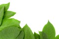 Fresh green leaves border Royalty Free Stock Photo