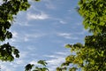 Fresh green leaves border Royalty Free Stock Photo