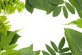 Fresh green leaves border Royalty Free Stock Photo