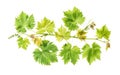 Fresh green leaves border Grape vine leaf white background Royalty Free Stock Photo