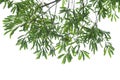 Fresh Green Leaves border isolated on white background Royalty Free Stock Photo