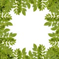 Fresh green leaves border. Royalty Free Stock Photo