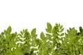 Fresh green leaves border. Royalty Free Stock Photo