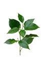 Fresh green leaves branch set of green tree leaves and branches isolated on white background. clipping path Royalty Free Stock Photo