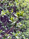 Fresh green leaves on the branches from put forth fresh leaves on tree in nature background