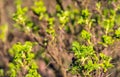 Fresh green leaves budding on the wild rose bush Royalty Free Stock Photo