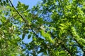 Fresh green leaves and buds of Robinia pseudoacacia against the sky