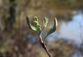 Fresh green leaves and buds in spring Royalty Free Stock Photo