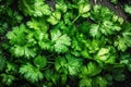 Fresh green leaves of Cilantro, parsley, covered with water droplets. Background. Royalty Free Stock Photo