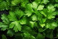 Fresh green leaves of Cilantro, parsley, covered with water droplets. Background. Generative AI Royalty Free Stock Photo