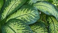 fresh green leaves -close up