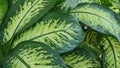 fresh green leaves - close up