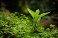 Fresh Green Leaves.Closeup of fresh basil leaves. Green flavoring outdoor Royalty Free Stock Photo