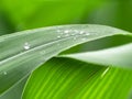 Fresh green leaves closeup with raindrops after rain. Nature background Royalty Free Stock Photo