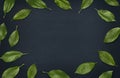 Fresh green leaves composition on blackboard. Frame of leaves on dark background. Top view, flat lay Royalty Free Stock Photo