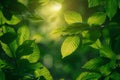Fresh Green Leaves of Deciduous Tree Backlit by Golden Sunlight on a Warm Summer Day Royalty Free Stock Photo