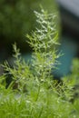 Fresh Green Leaves with Dew Drops