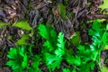 Fresh green leaves on dried herbals. Natural organic background. Concept of old and young or freshness and staleness