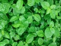 Fresh Green Leaves of Egyptian Spinach Plant Corchorus olitorius Royalty Free Stock Photo