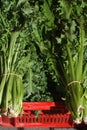 Fresh green leaves of endive chicory frisee salad close-up Royalty Free Stock Photo