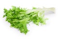 Fresh green leaves of endive frisee chicory salad isolated on white background with clipping path and full depth of Royalty Free Stock Photo