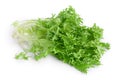 Fresh green leaves of endive frisee chicory salad isolated on white background with clipping path and full depth of Royalty Free Stock Photo