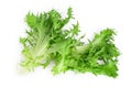 Fresh green leaves of endive frisee chicory salad isolated on white background with clipping path and full depth of Royalty Free Stock Photo