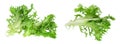 Fresh green leaves of endive frisee chicory salad isolated on white background with full depth of field. Top view. Flat Royalty Free Stock Photo