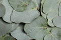 Fresh green leaves of eucalyptus with water drops as background, top view Royalty Free Stock Photo