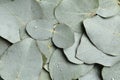 Fresh green leaves of eucalyptus with water drops as background, top view Royalty Free Stock Photo