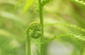 Fresh green leaves of a fern in the blurry background