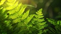 The fresh green leaves of a fern each frond seeming to glow with life when backlit by the sun