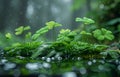 Fresh green leaves of fern grass and water drops on the background of forest Royalty Free Stock Photo