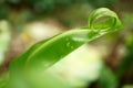 Fresh green leaves of fishtail fern know as monarch, musk or maile-scented fern