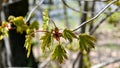 Fresh green leaves and flowers of the maple tree Acer pseudoplatanus Royalty Free Stock Photo