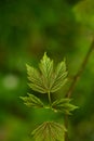 Fresh green leaves in the forest. Close up shot, shallow depth of field, no people