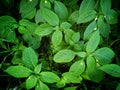 Fresh green leaves, full screen image, selective focus Royalty Free Stock Photo