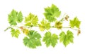 Fresh green leaves Grape vine leaf white background Royalty Free Stock Photo