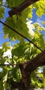 fresh green leaves of grapevine. Close-up of flowering grape vines, grapes bloom during day. Royalty Free Stock Photo