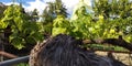 Fresh green leaves of grapevine. Close-up of flowering grape vines, grapes bloom during day