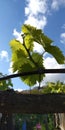 Fresh green leaves of grapevine. Close-up of flowering grape vines, grapes bloom during day Royalty Free Stock Photo