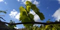 Fresh green leaves of grapevine. Close-up of flowering grape vines, grapes bloom during day. Grape seedlings on a vine Royalty Free Stock Photo