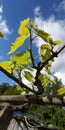 Fresh green leaves of grapevine. Close-up of flowering grape vines, grapes bloom during day. Grape seedlings on a vine Royalty Free Stock Photo