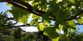 Fresh green leaves of grapevine. Close-up of flowering grape vines, grapes bloom during day. Grape seedlings on a vine Royalty Free Stock Photo