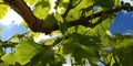 Fresh green leaves of grapevine. Close-up of flowering grape vines, grapes bloom during day. Grape seedlings on a vine Royalty Free Stock Photo