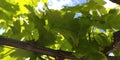 Fresh green leaves of grapevine. Close-up of flowering grape vines, grapes bloom during day. Grape seedlings on a vine Royalty Free Stock Photo