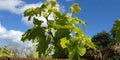 fresh green leaves of grapevine. Close-up of flowering grape vines, grapes bloom during day