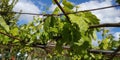 fresh green leaves of grapevine. Close-up of flowering grape vines, grapes bloom during day.